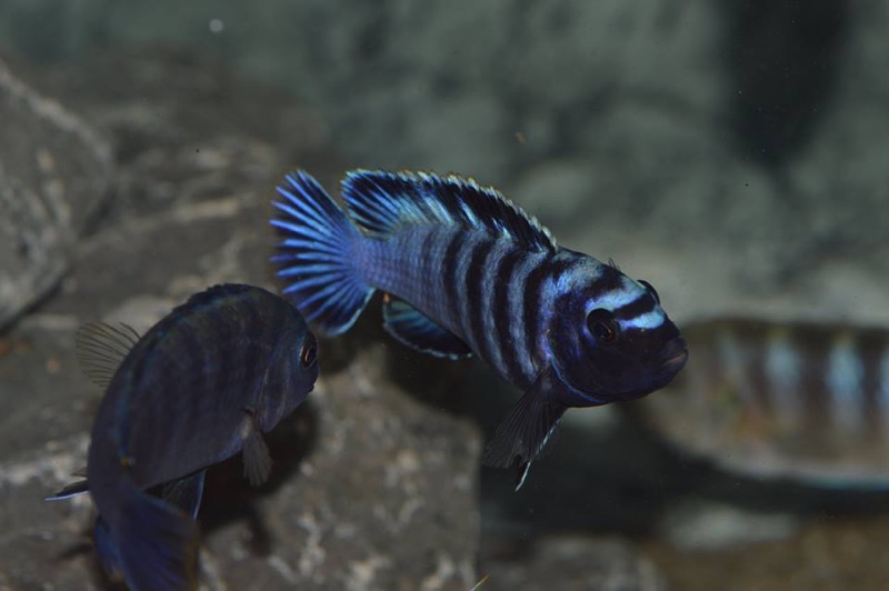 Chindongo minutus 'Lion's Cove'